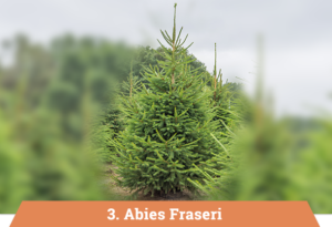 3-abies-fraseri