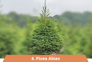 picea abies kerstbomen kopen